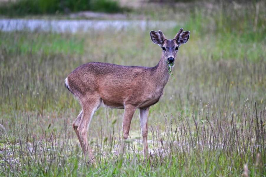 A deer stands next to the road in the United States.