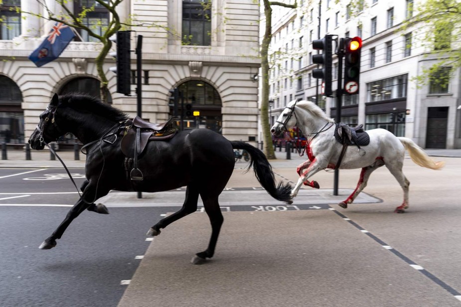 Escaped Household Cavalry horses flee through the streets of London.