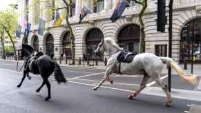 A black and white horse charge through the streets of London