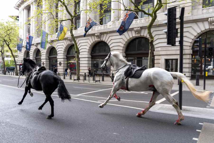 A black and white horse charge through the streets of London