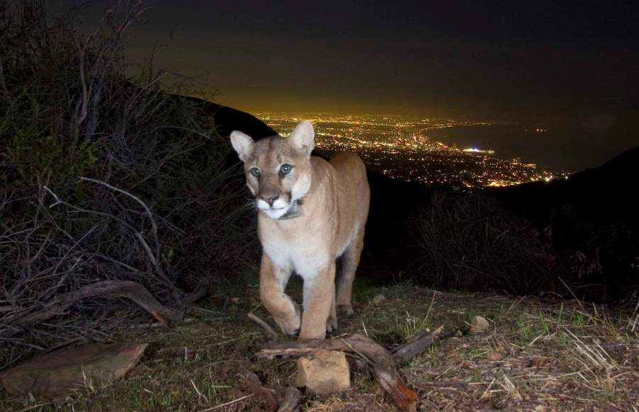 Mountain Lion trapped in Los Angeles will soon have access to a wildlife crossing bridge over the 101