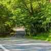 Tunnel of Trees drive in Northern Michigan