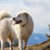 A white, shaggy-haired Great Pyrenees mountain dog stands outside and looks to its right