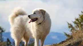 A white, shaggy-haired Great Pyrenees mountain dog stands outside and looks to its right