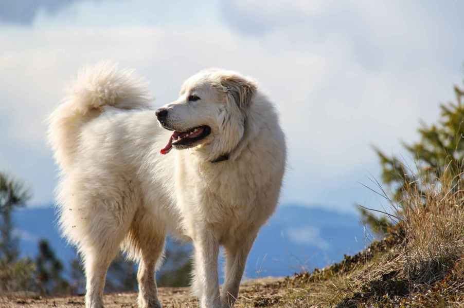 A white, shaggy-haired Great Pyrenees mountain dog stands outside and looks to its right