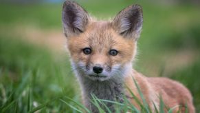 Small fox pup standing among grass in a field