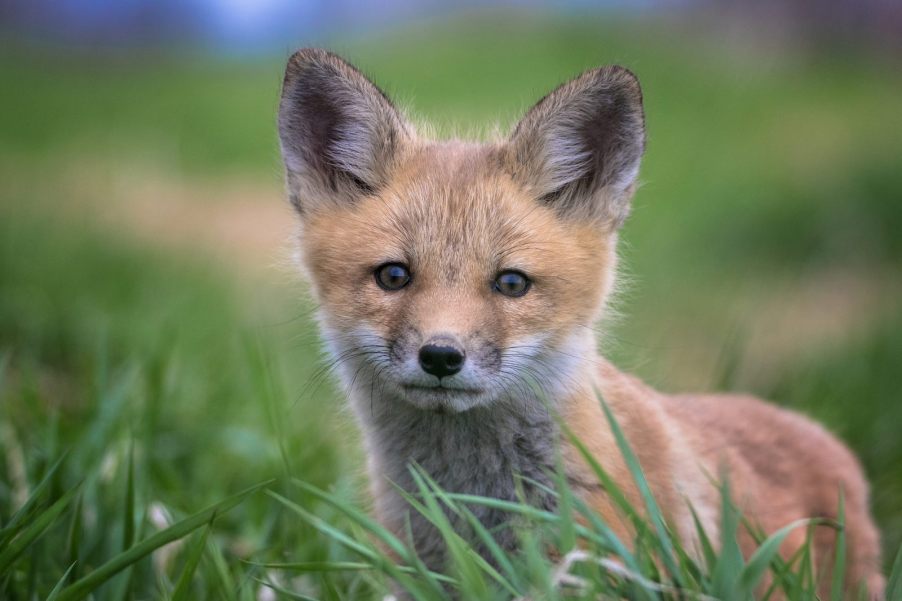 Small fox pup standing among grass in a field