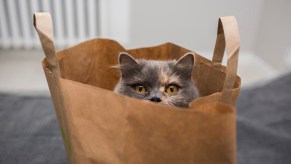 Gray cat peeking out of a brown paper bag.