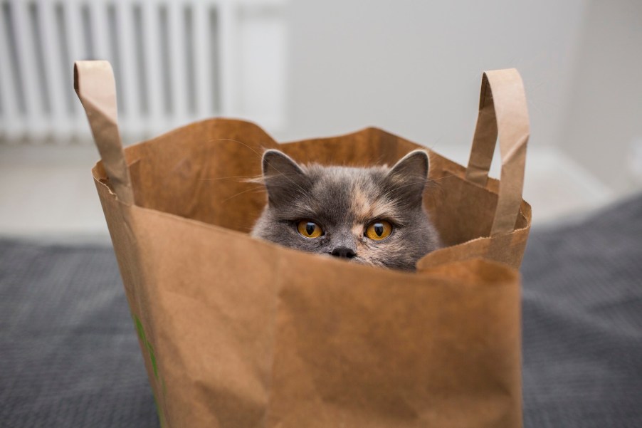 Gray cat peeking out of a brown paper bag.