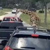 A giraffe lifting a child from the back of a pickup truck