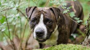 Gray pit bull with a white face in the woods.