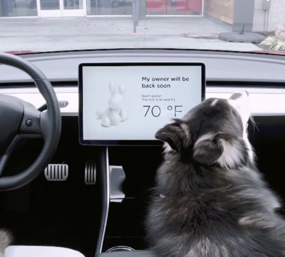 A dog with a temperature controlled cabin via Tesla Dog Mode 