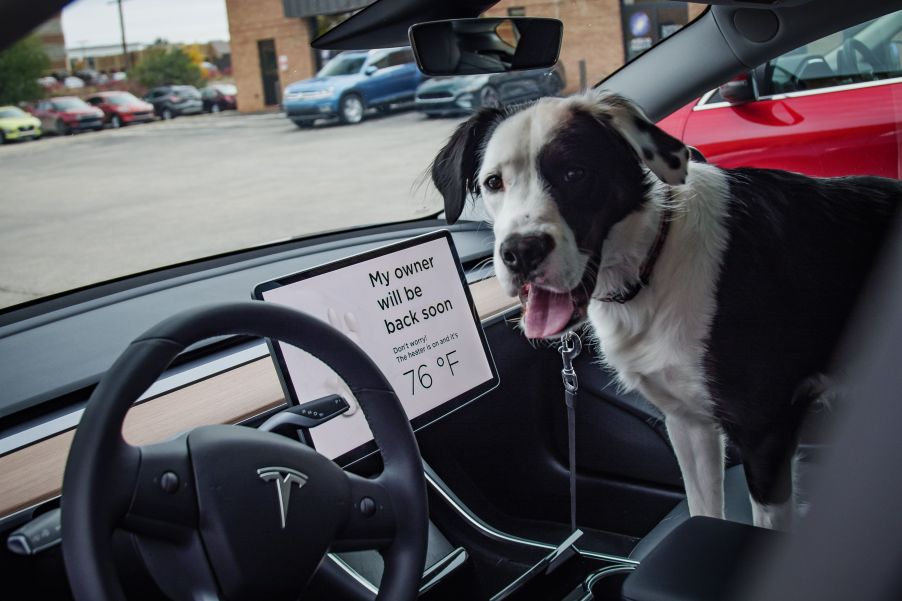 A dog being kept comfortable by Tesla Dog Mode