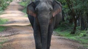 An Asian elephant walking down a dirt path facing the camera