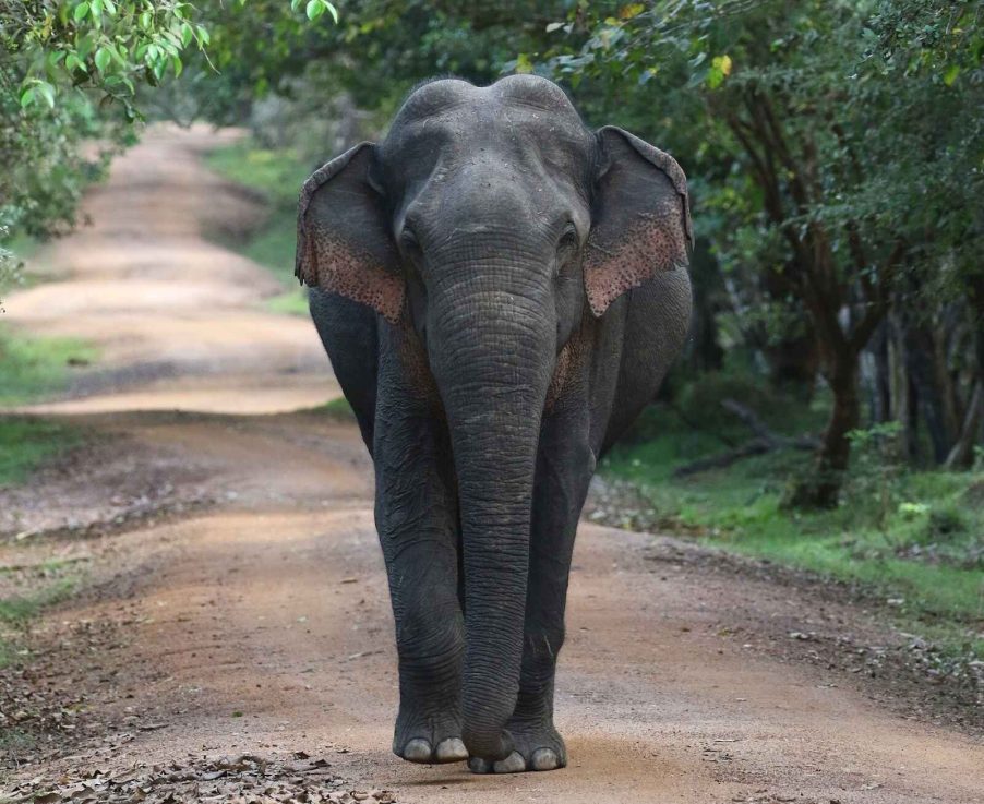 An Asian elephant walking down a dirt path facing the camera