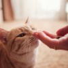 An orange cat sniffing a hand