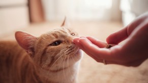 An orange cat sniffing a hand