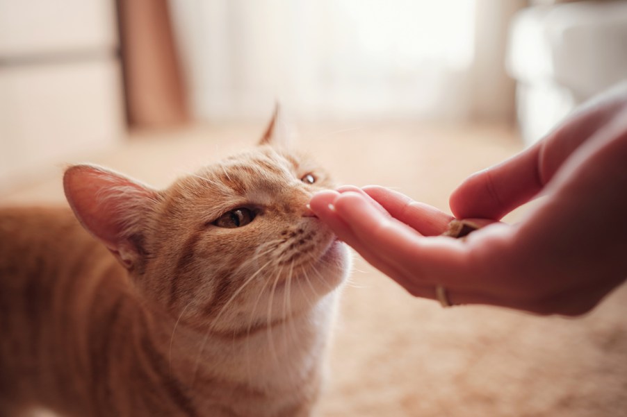 An orange cat sniffing a hand