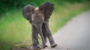 A baby elephant walks down the roadside in a national park.