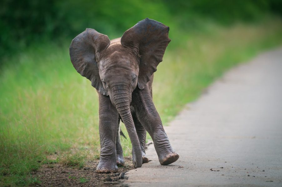 A baby elephant walks down the roadside in a national park.