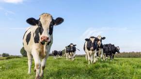 Cows like these produce mass quantities of methane GHG emissions.