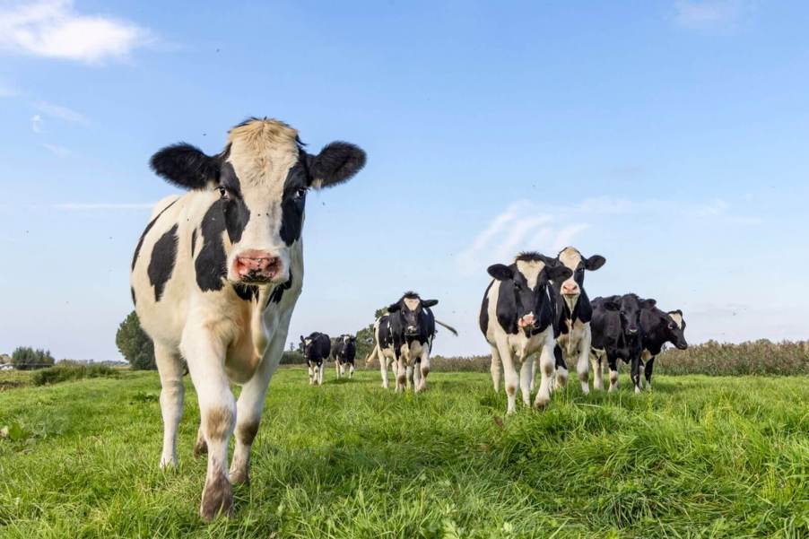 Cows like these produce mass quantities of methane GHG emissions.