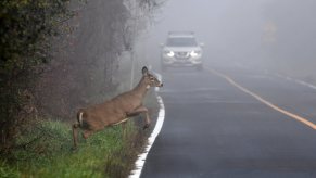 A whitetail deer jumps across a road, in front of an oncoming car