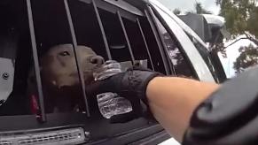 Police body camera footage show officers giving a rescued dog water after pulling it out of a hot car.