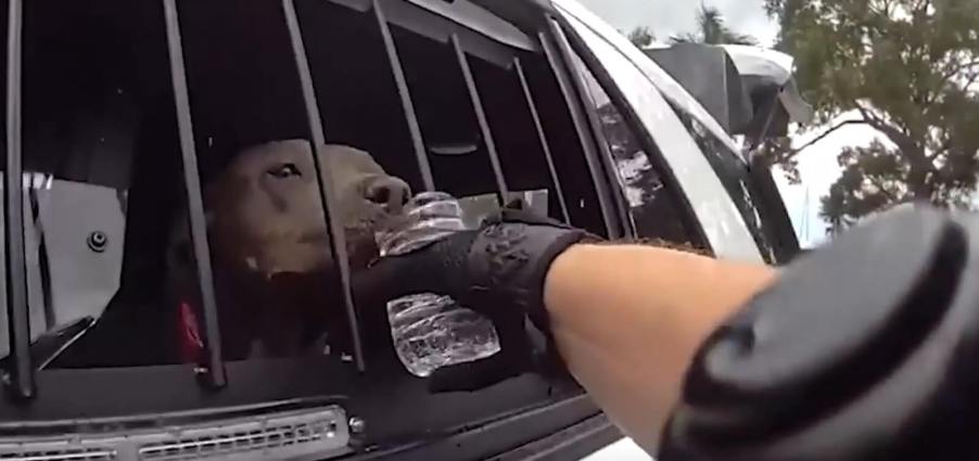 Police body camera footage show officers giving a rescued dog water after pulling it out of a hot car.