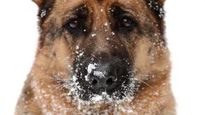 The face of a German Shepherd dog with snow on its nose.