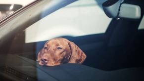 A sad dog in a car left without air or water could be in danger, per the Humane Society.