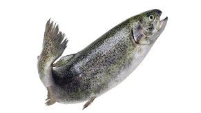 Trout fish flying through the air in front of a white background.