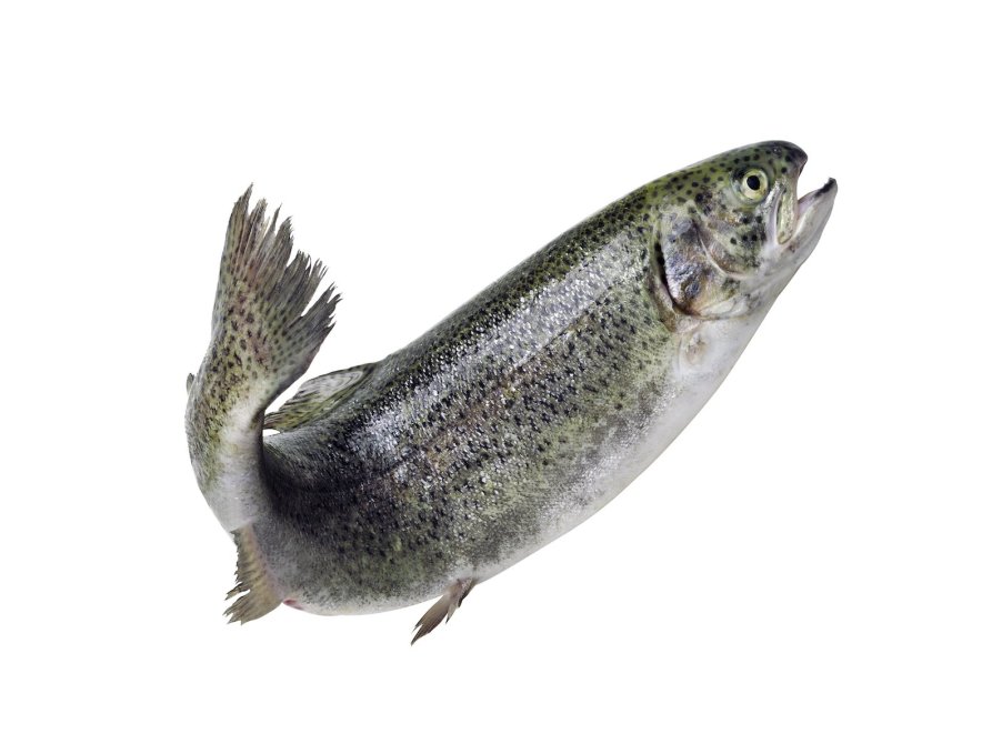 Trout fish flying through the air in front of a white background.