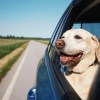 Smiling English lab looking out the open back window of a car