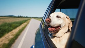 Smiling English lab looking out the open back window of a car