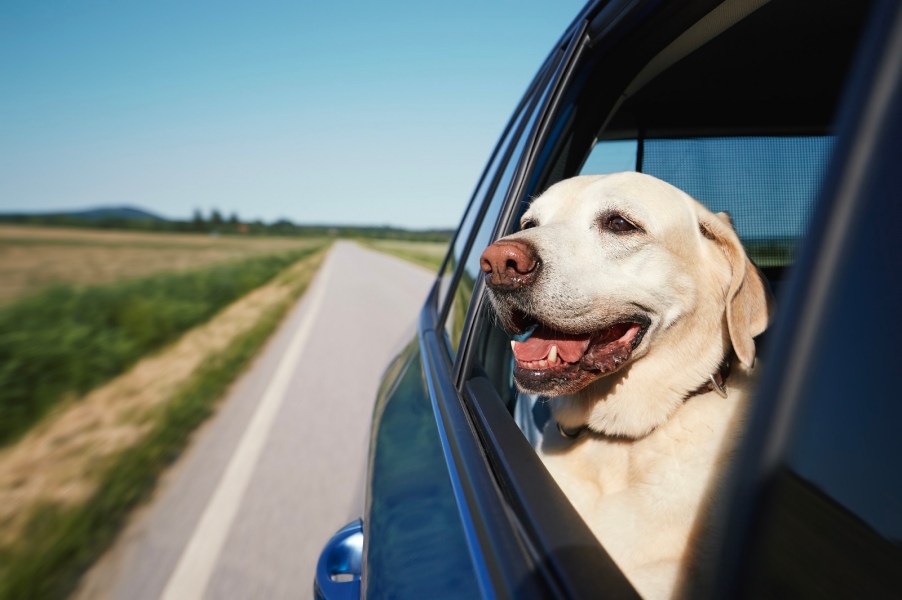 Smiling English lab looking out the open back window of a car