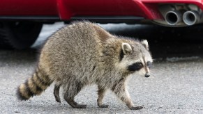 A raccoon by a car