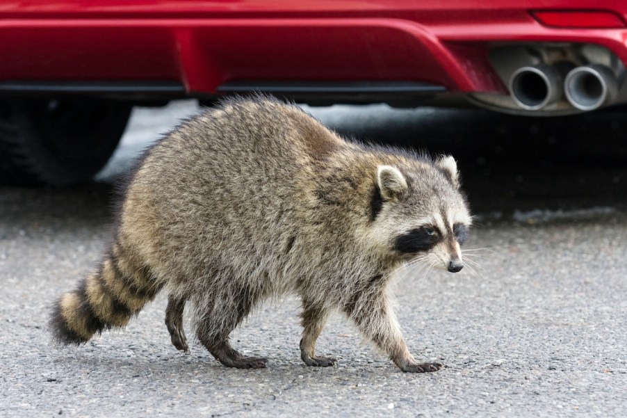 A raccoon by a car