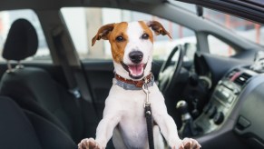 A really cute dog in a car