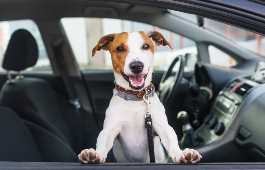 A really cute dog in a car