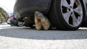 Marmot standing under the left front corner of a car