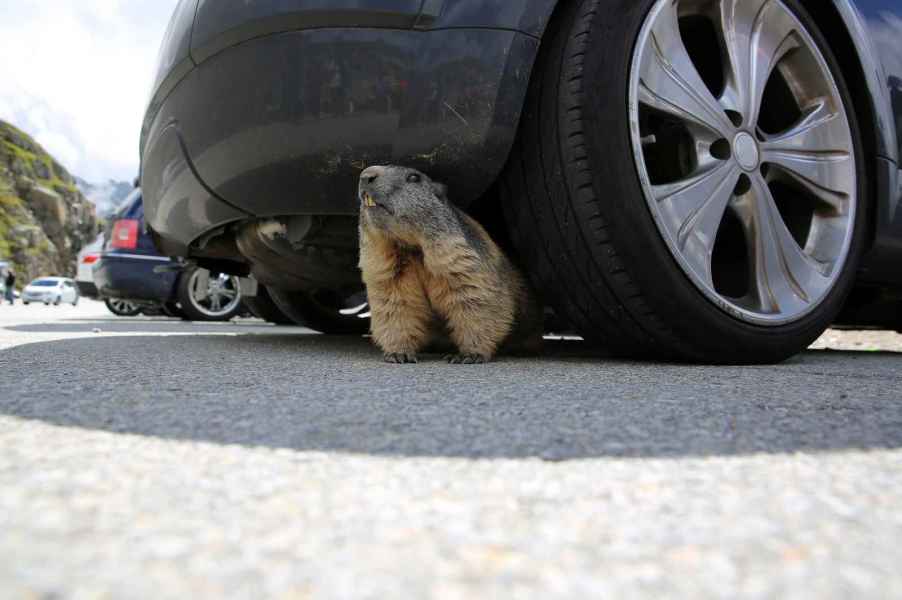 Marmot standing under the left front corner of a car