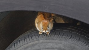 Squirrel sitting on car tire animals live in cars parked outside