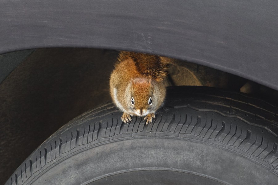 Squirrel sitting on car tire animals live in cars parked outside