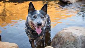 Blue Heeler/Australian Cattle Dog stands in the water, by a rocky shore.