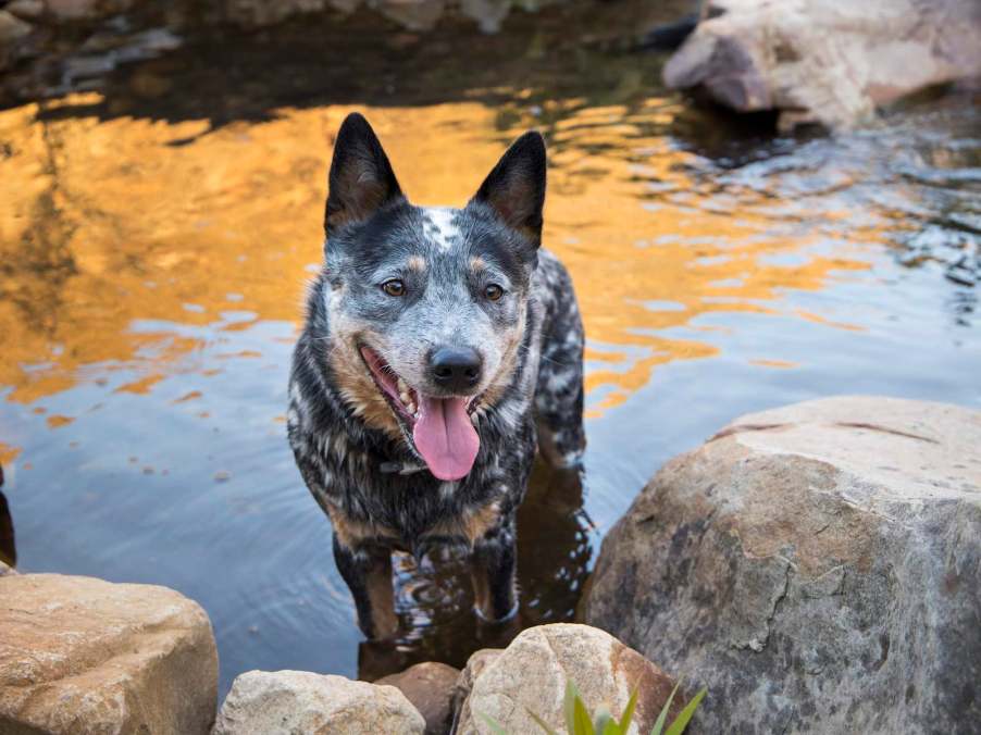 Blue Heeler/Australian Cattle Dog stands in the water, by a rocky shore.