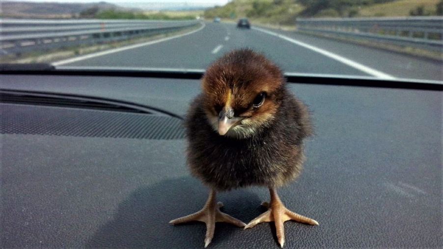 Baby chicken chick sitting on the dashboard of a car.