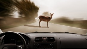 View through a car's windshield as it drives toward a deer standing in the middle of the road.