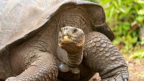 The head and front feet of a Giant Tortoise walking across the ground, trees visible in the background.