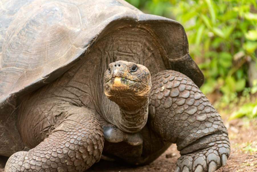 The head and front feet of a Giant Tortoise walking across the ground, trees visible in the background.